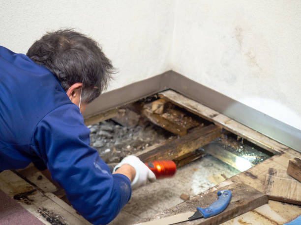 Best Crawl Space Mold Remediation in Chocowinity, NC