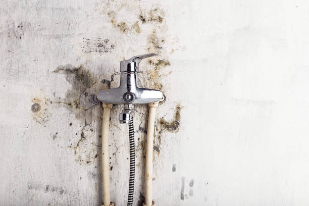 Best Bathroom Mold Remediation in Chocowinity, NC