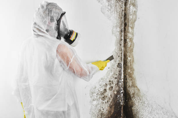 Best Residential Mold Remediation in Chocowinity, NC