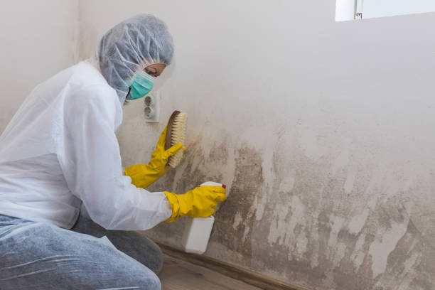 Best HVAC Mold Remediation in Chocowinity, NC