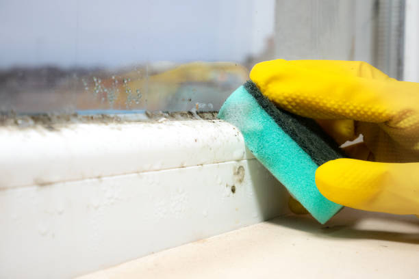 Best Attic Mold Remediation in Chocowinity, NC