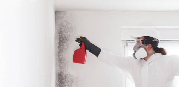 Best Mold Remediation for Specific Building Types in Chocowinity, NC