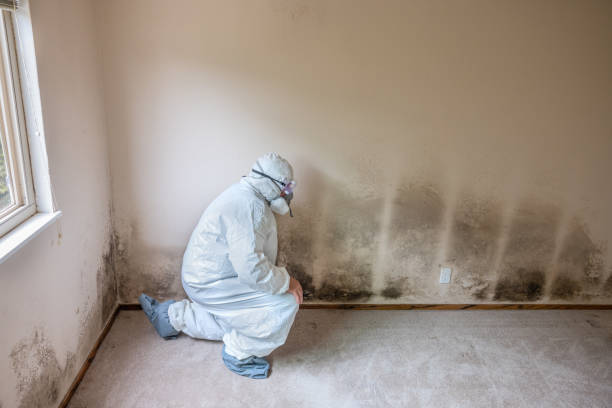 Best Health and Safety Mold Remediation in Chocowinity, NC