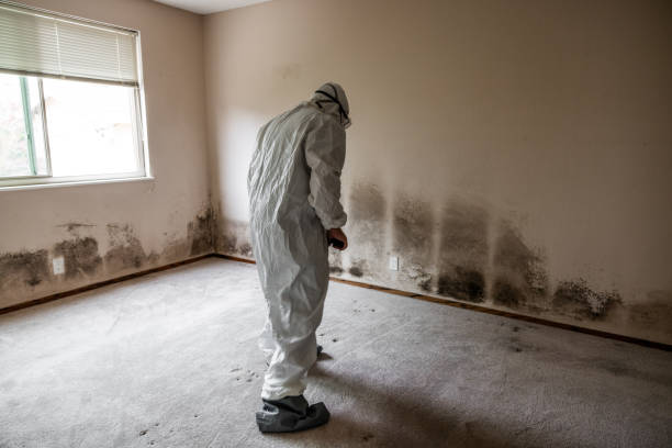 Best Bathroom Mold Remediation in Chocowinity, NC