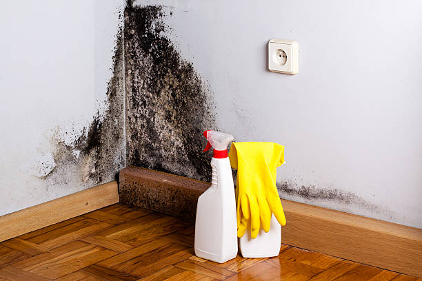 Best Localized Mold Remediation (e.g., coastal areas, humid climates) in Chocowinity, NC